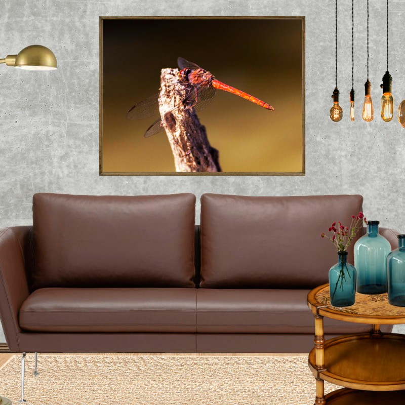 Quadro Decorativo Libélula Vermelha